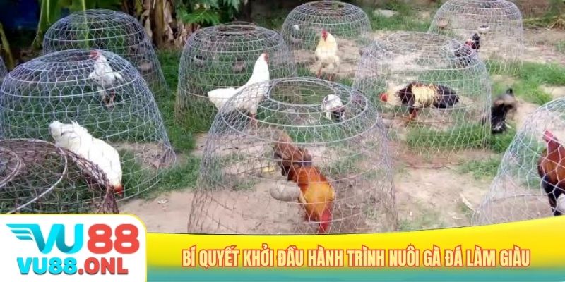 Bí quyết khởi đầu hành trình nuôi gà đá làm giàu