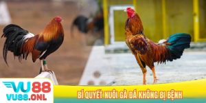 Bí quyết nuôi gà đá không bị bệnh