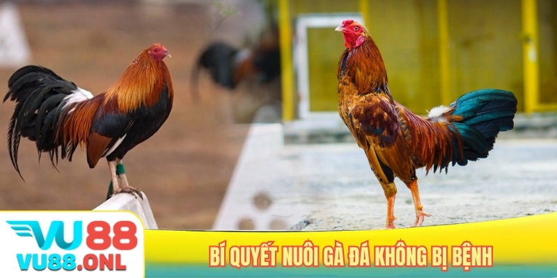 Bí quyết nuôi gà đá không bị bệnh