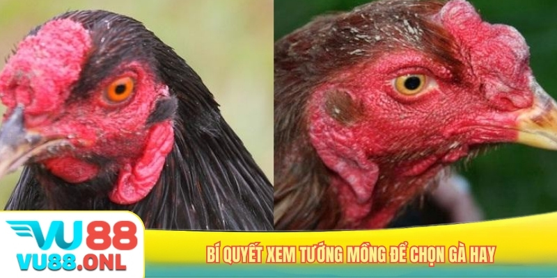 Bí quyết xem tướng mồng để chọn gà hay