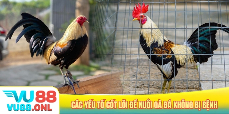 Các yếu tố cốt lõi để nuôi gà đá không bị bệnh