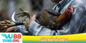 Cách nuôi gà chọi C1
