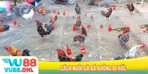 Cách nuôi gà đá không bị hốc