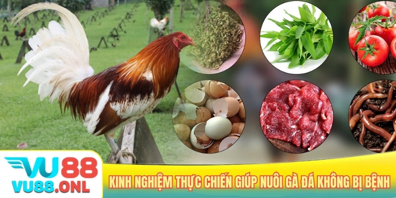 Kinh nghiệm thực chiến giúp nuôi gà đá không bị bệnh