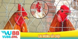 Lai mồng gà chọi