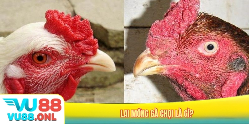 Lai mồng gà chọi là gì?