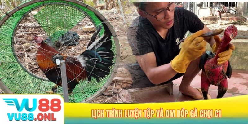 Lịch trình luyện tập và om bóp gà chọi C1