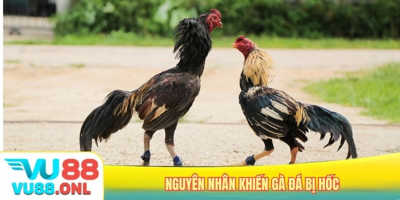 Nguyên nhân khiến gà đá bị hốc