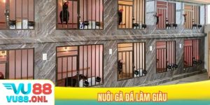 Nuôi gà đá làm giàu