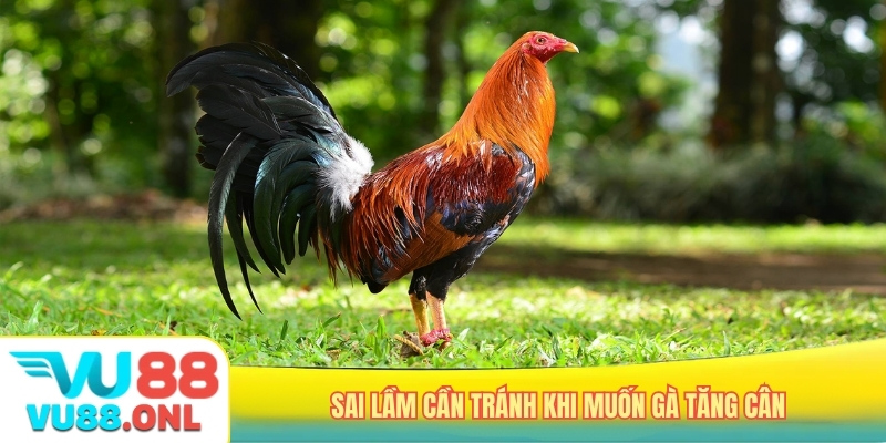 Sai lầm cần tránh khi muốn gà tăng cân