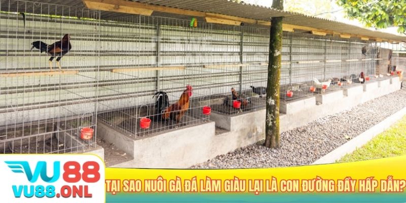 Tại sao nuôi gà đá làm giàu lại là con đường đầy hấp dẫn