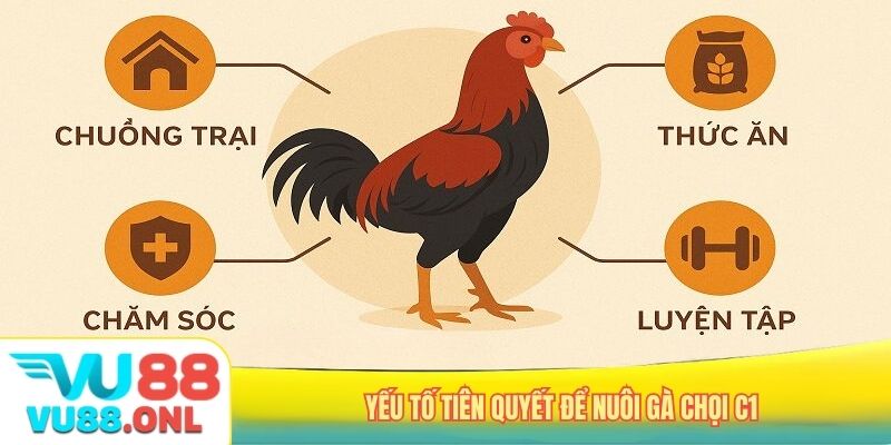 Yếu tố tiên quyết để nuôi gà chọi C1