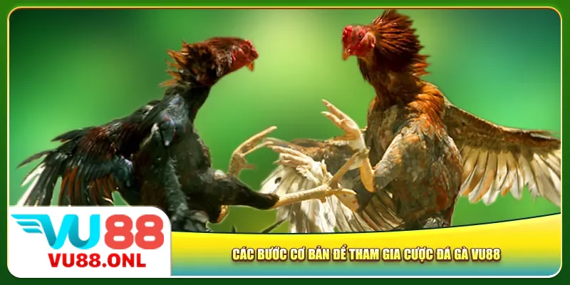 Các bước cơ bản để tham gia cược đá gà Vu88