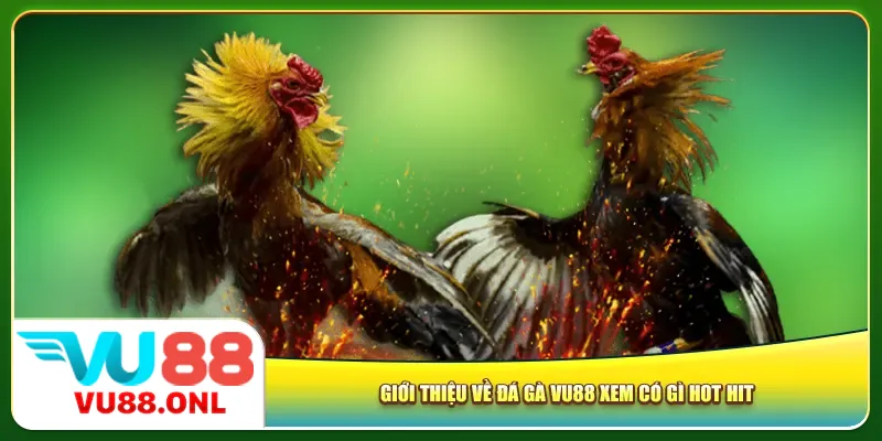 Giới thiệu về đá gà Vu88 xem có gì hot hit