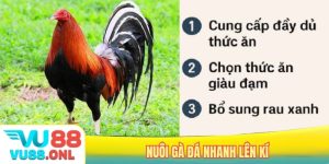 nuôi gà đá nhanh lên kí